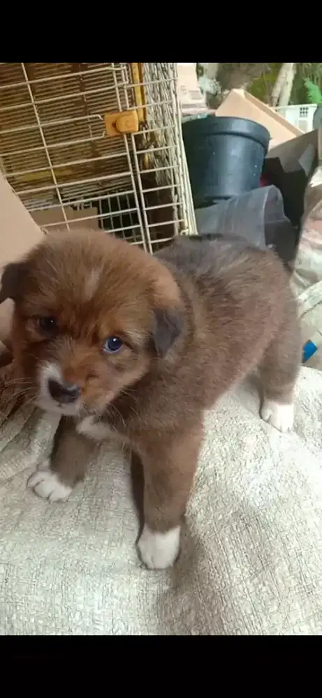 Anak anjing lucu pintar