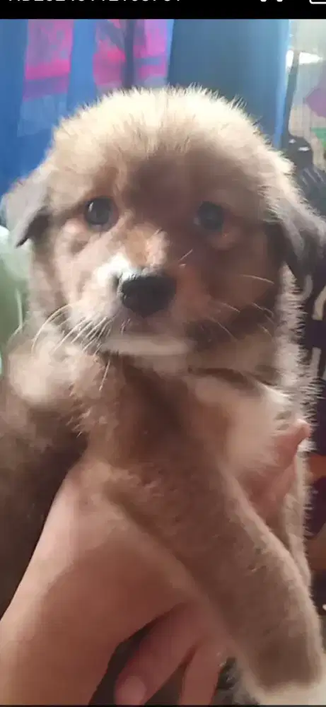 Anak anjing lucu pintar