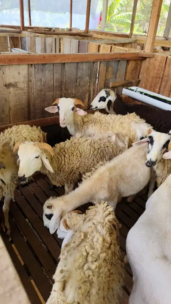 kambing qurban murah gratis kirim dan perawatan