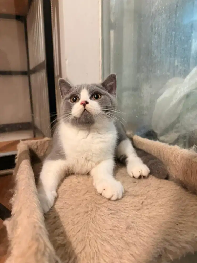 British Shorthair