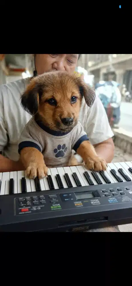 Anak anjing Pintar