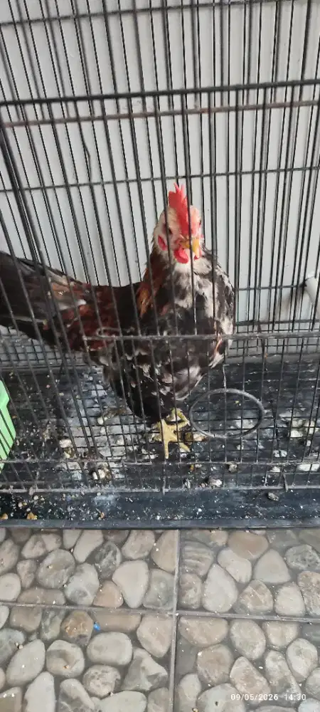 Jual ayam serama (selama)