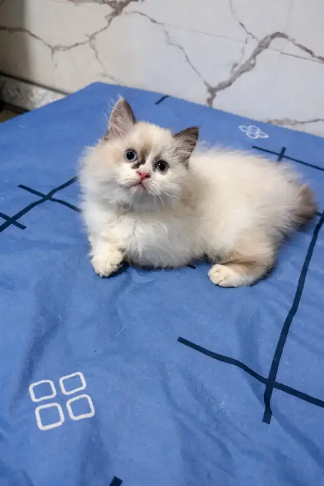 Kitten persia himalaya