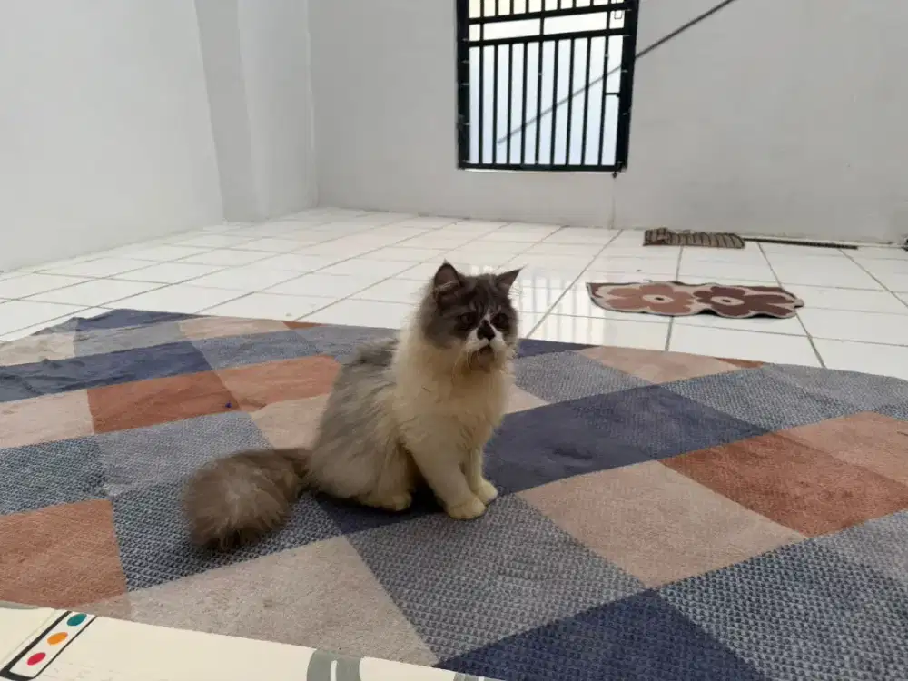 Kucing persia big bone