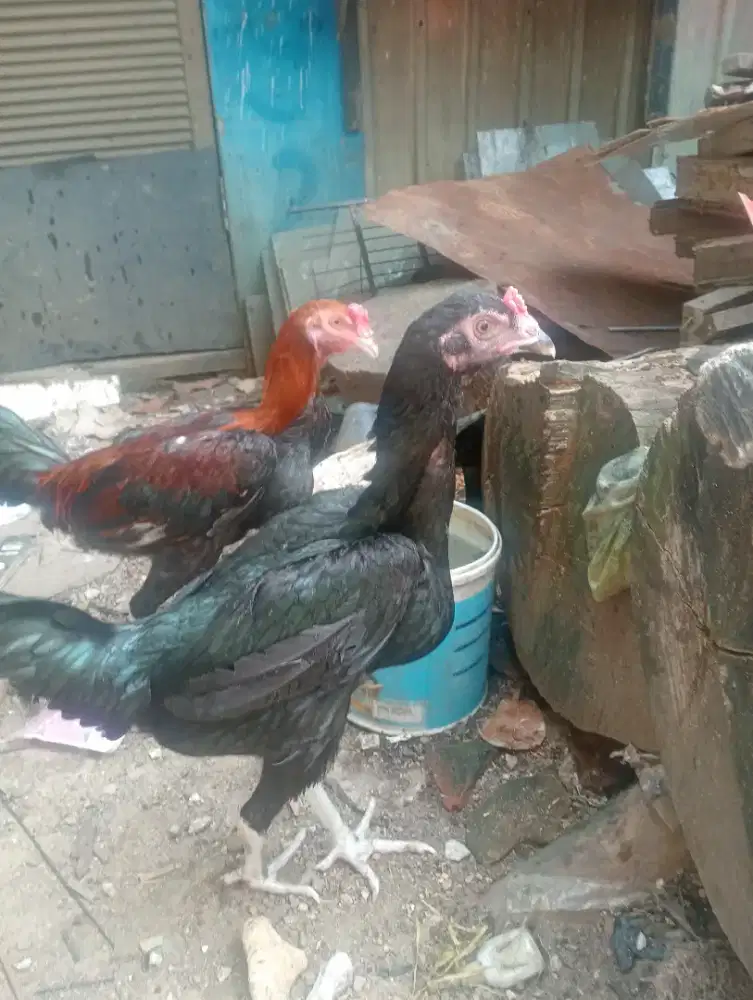 Ayam betina blaster shamo + bangkok