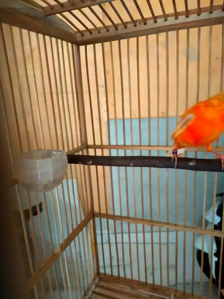 Burung kenari Merlok remaja jantan