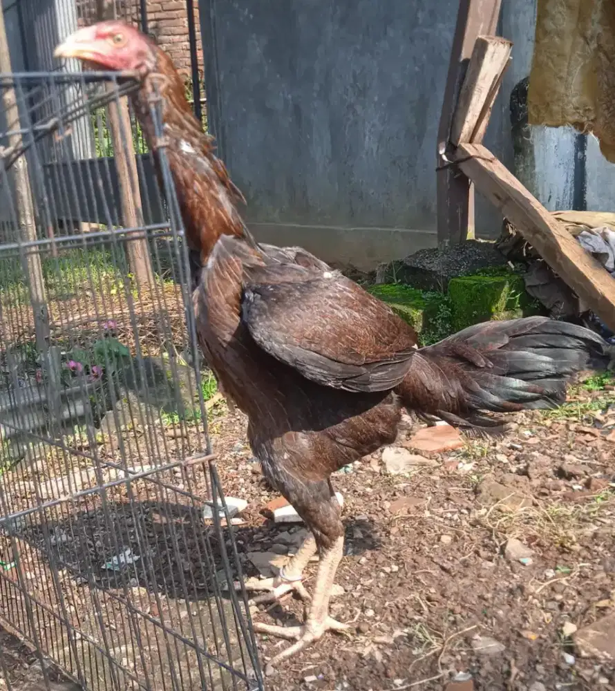 Ayammm bangkokkkkkkk