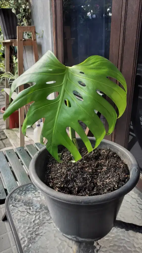 Anakan Monstera King