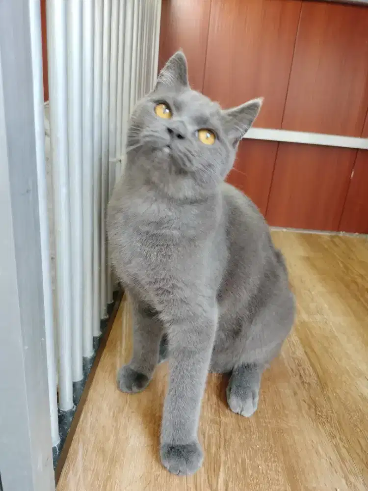 BSH blue betina 7bln sudah birahi