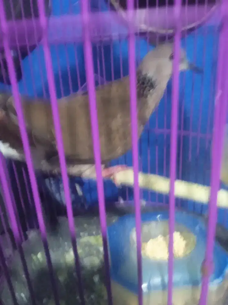 Burung cuhu jantan gacor