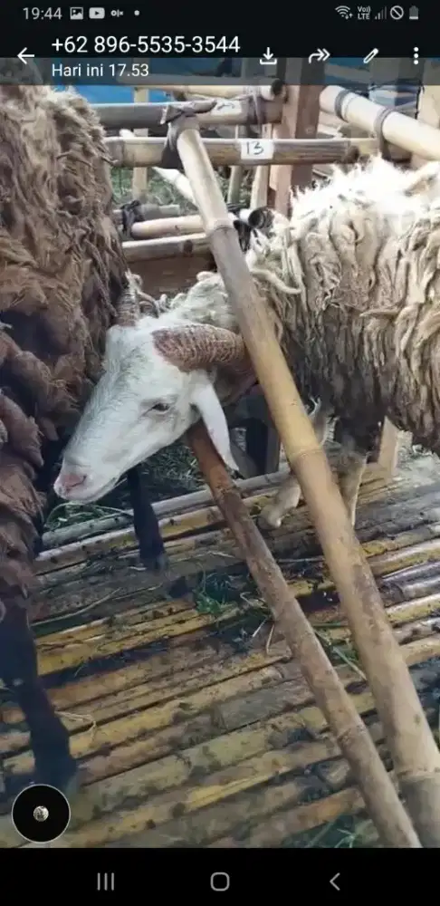 Jual hewan qurban  domba bandung