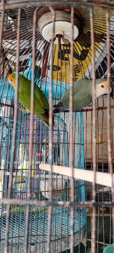 Jual lovebird nonklep sepasang