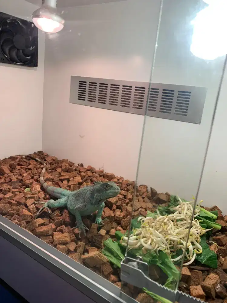 Di jual Blue Iguana jantan, jinak dan sehat