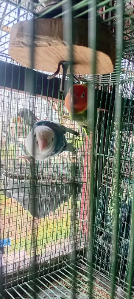 Jual lovebird nyasa jantan