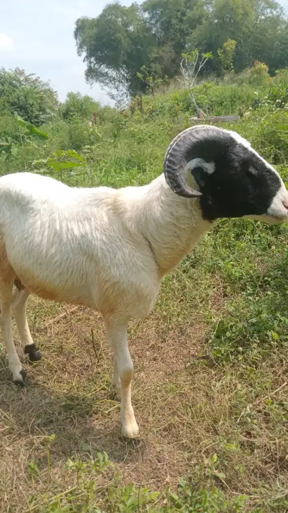 Domba qurban Padasuka atas 2,5jt / 3,5jt