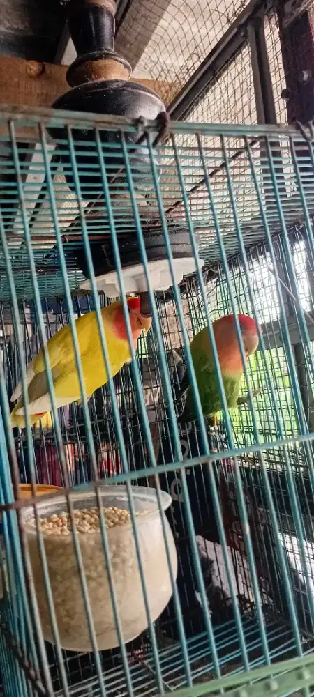 Jual lovebird nonklep sepasang produksi