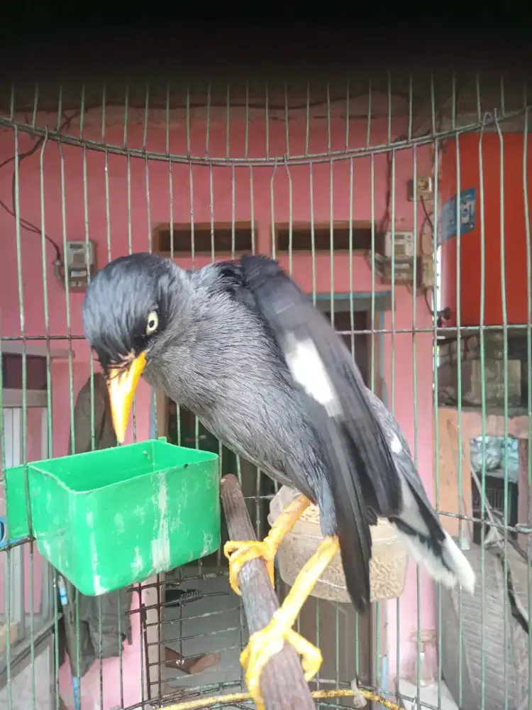 Jalak Kebo Gacor Bocor