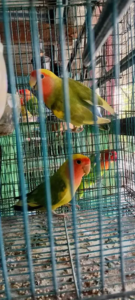Jual lovebird nonklep pied grenn  sepasang