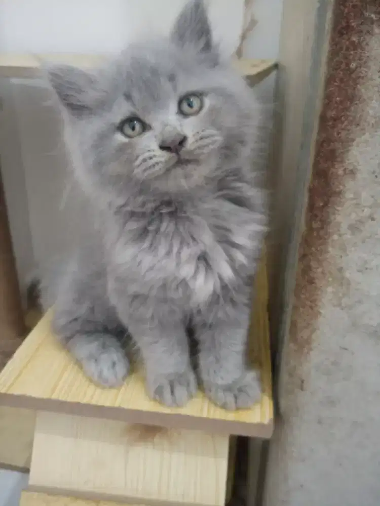 KITTEN PERSIA LONG HAIR