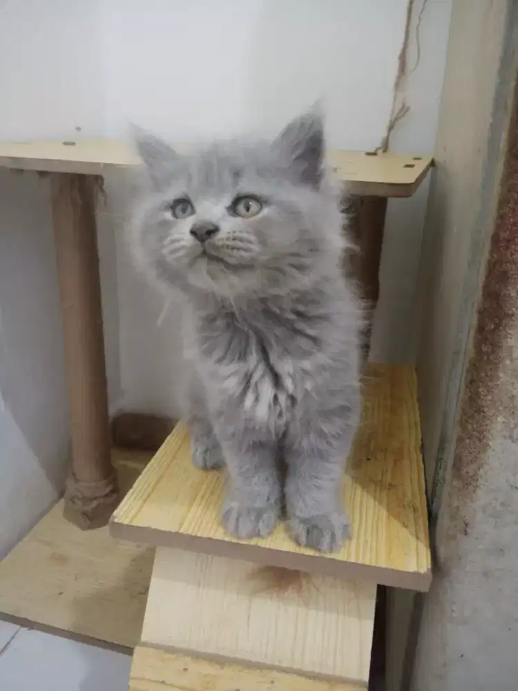 KITTEN PERSIA LONG HAIR