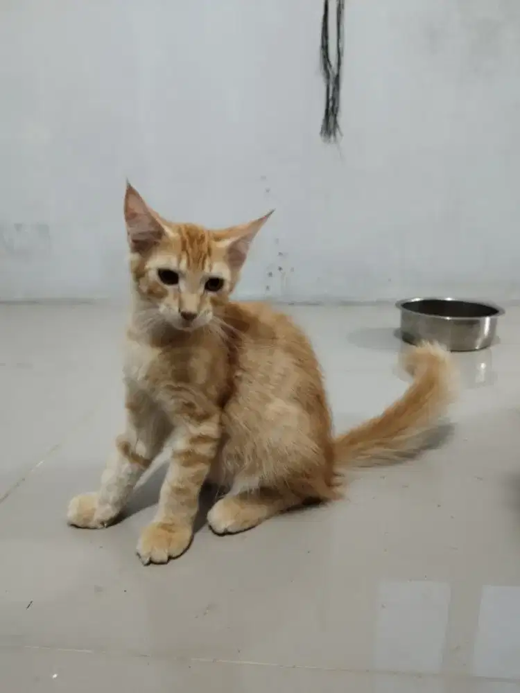 Mainecoon non ped