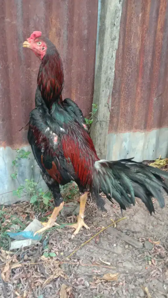 Jual ayam Siam muda