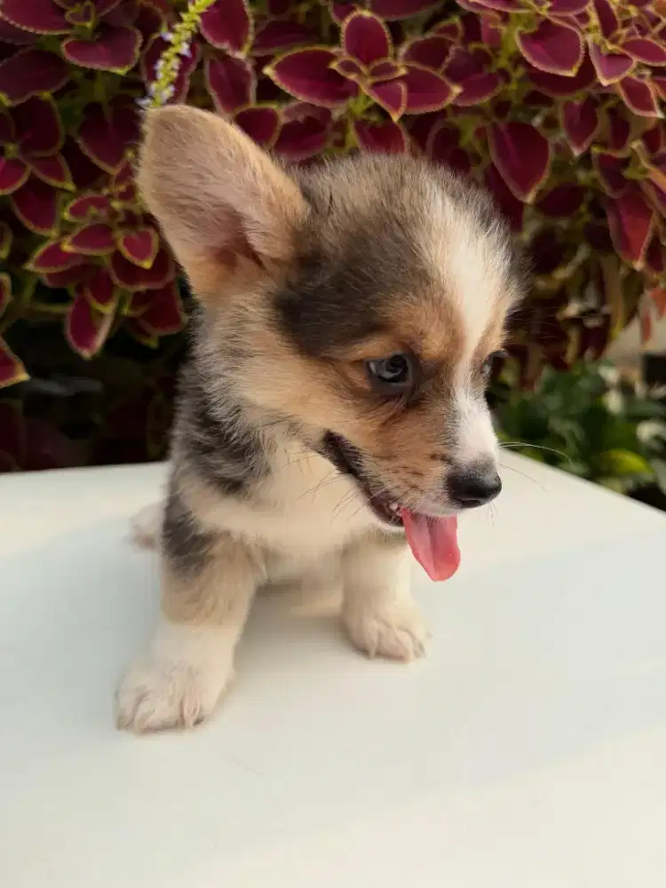 Dijual puppy corgi jantan tricolour