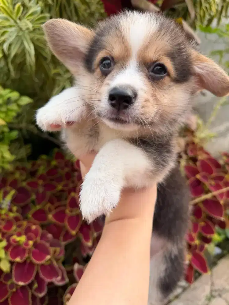READY PUPPY CORGI JANTAN TRICOLOUR