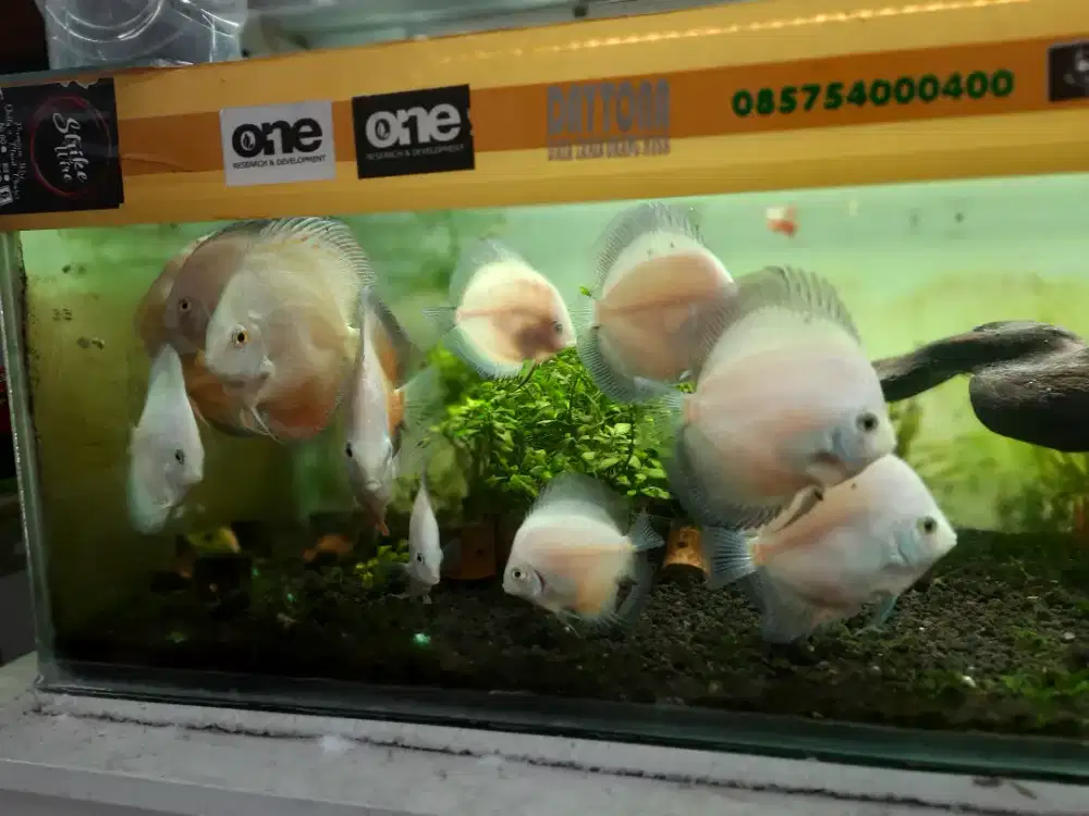 Ikan discus borongan