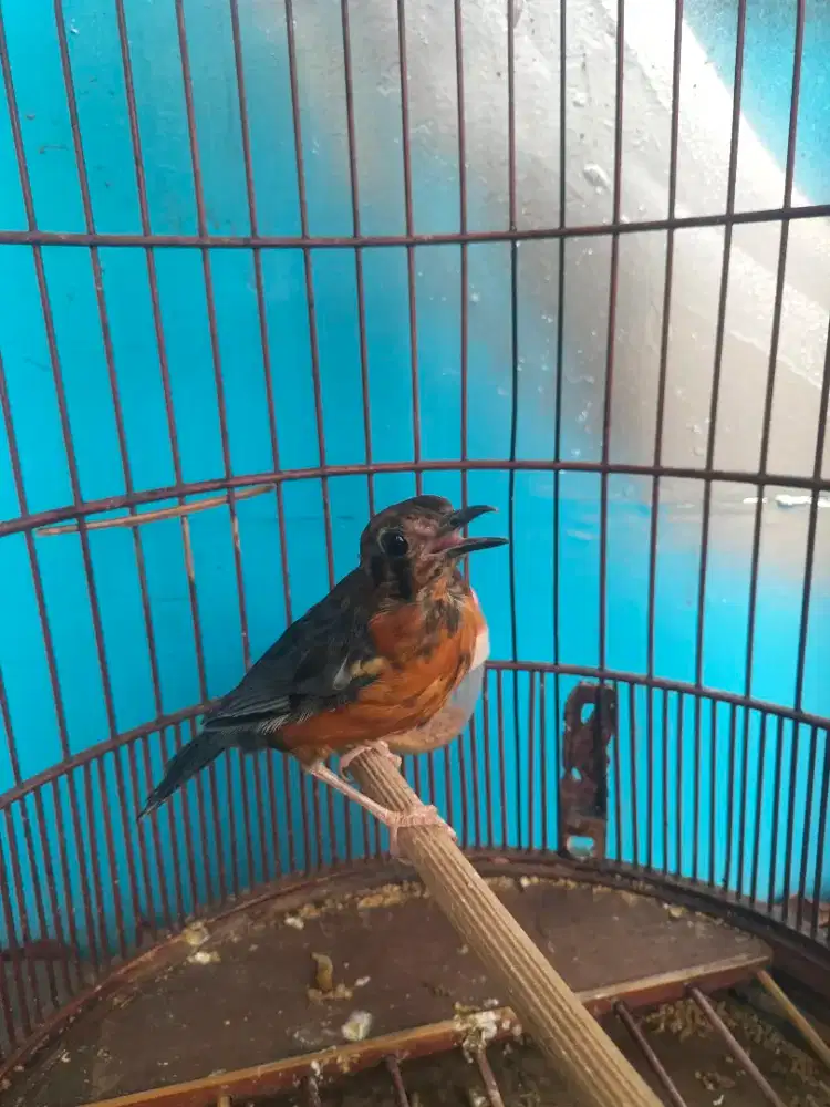 Burung anis trotolan jantan