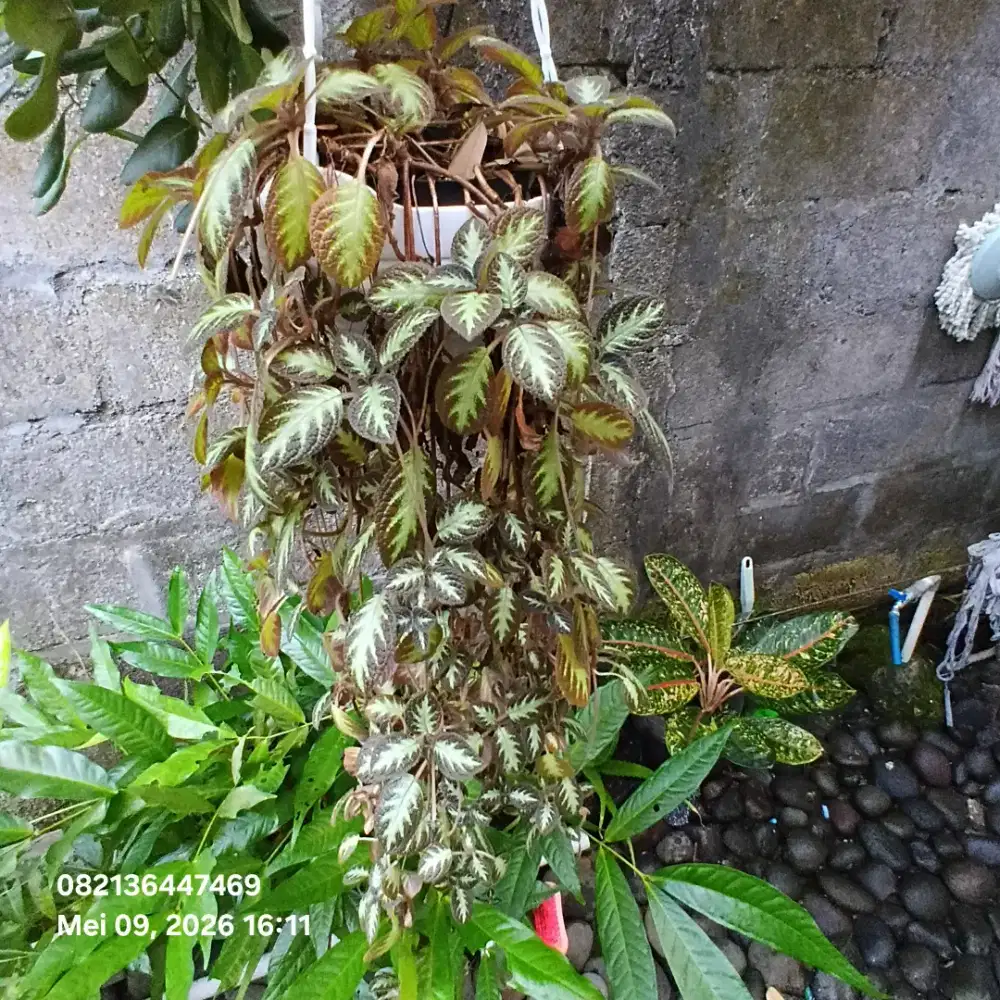 Bunga gantung bunga daun batik