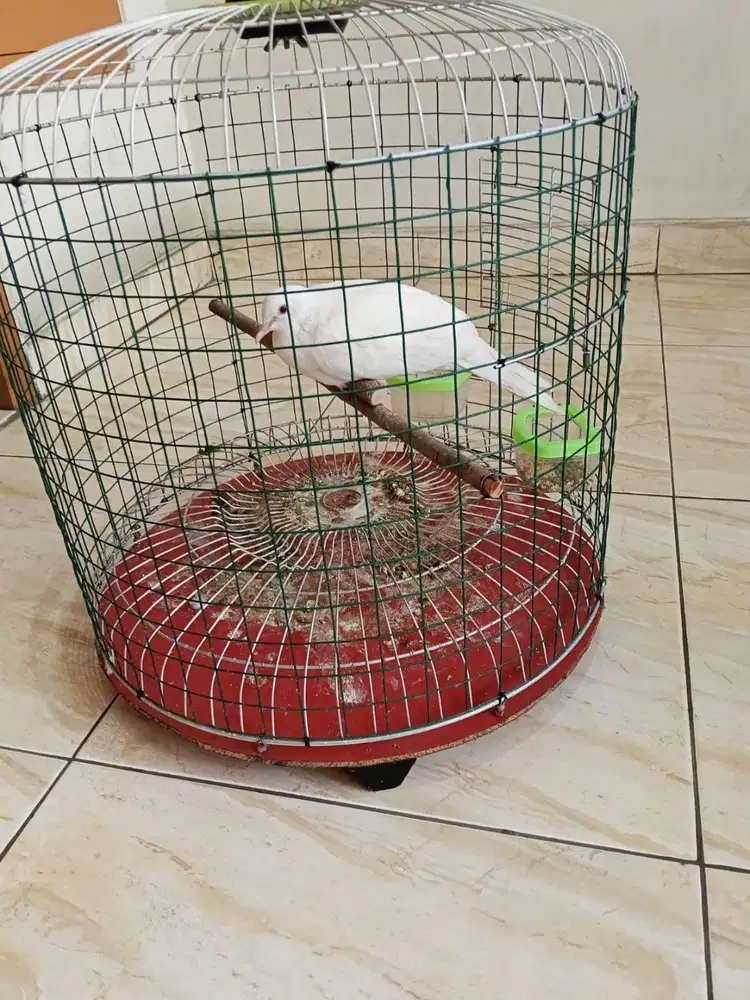 Dekuku Putih Mata Merah + Sangkar