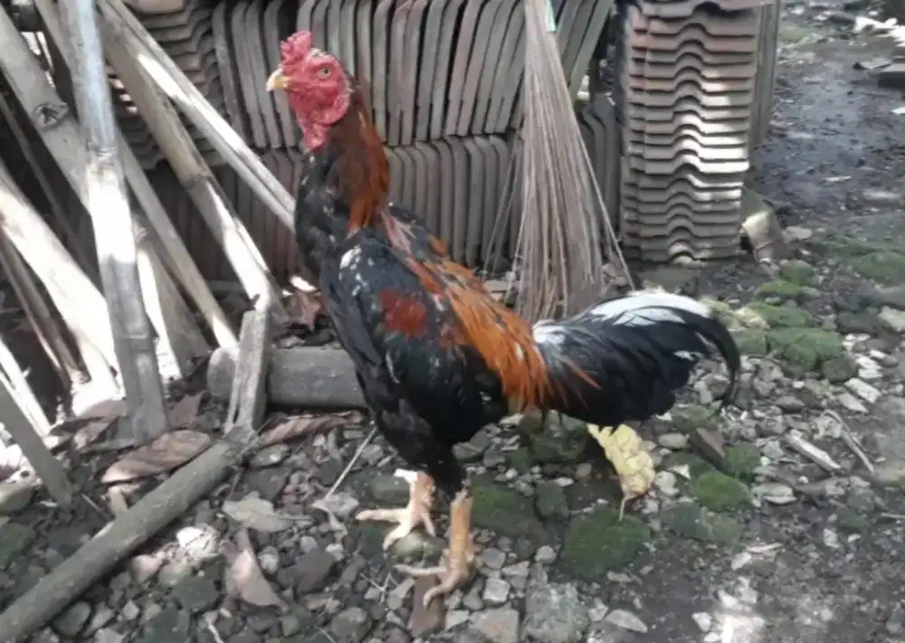 (( DIOBRAL )) Ayam Bangkok Import