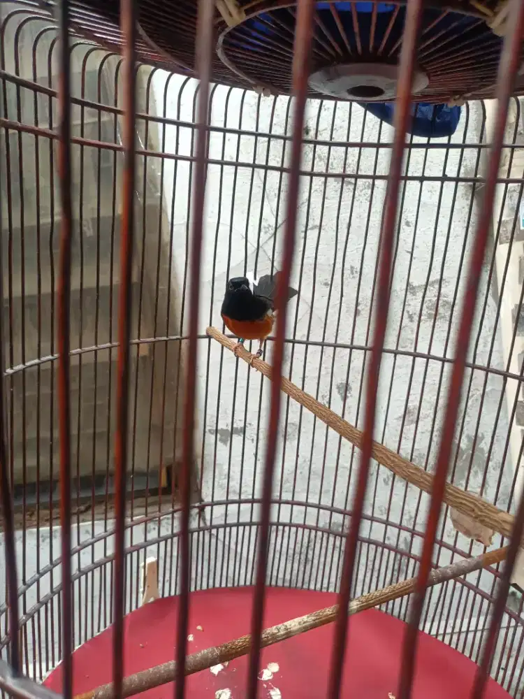 Burung murai batu