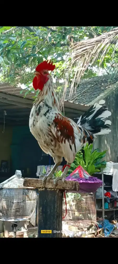 Ayam ketawa disco