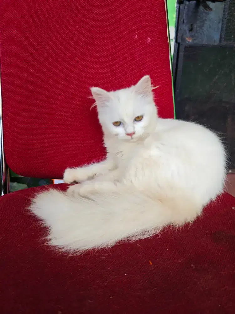 persia medium betina 4bln