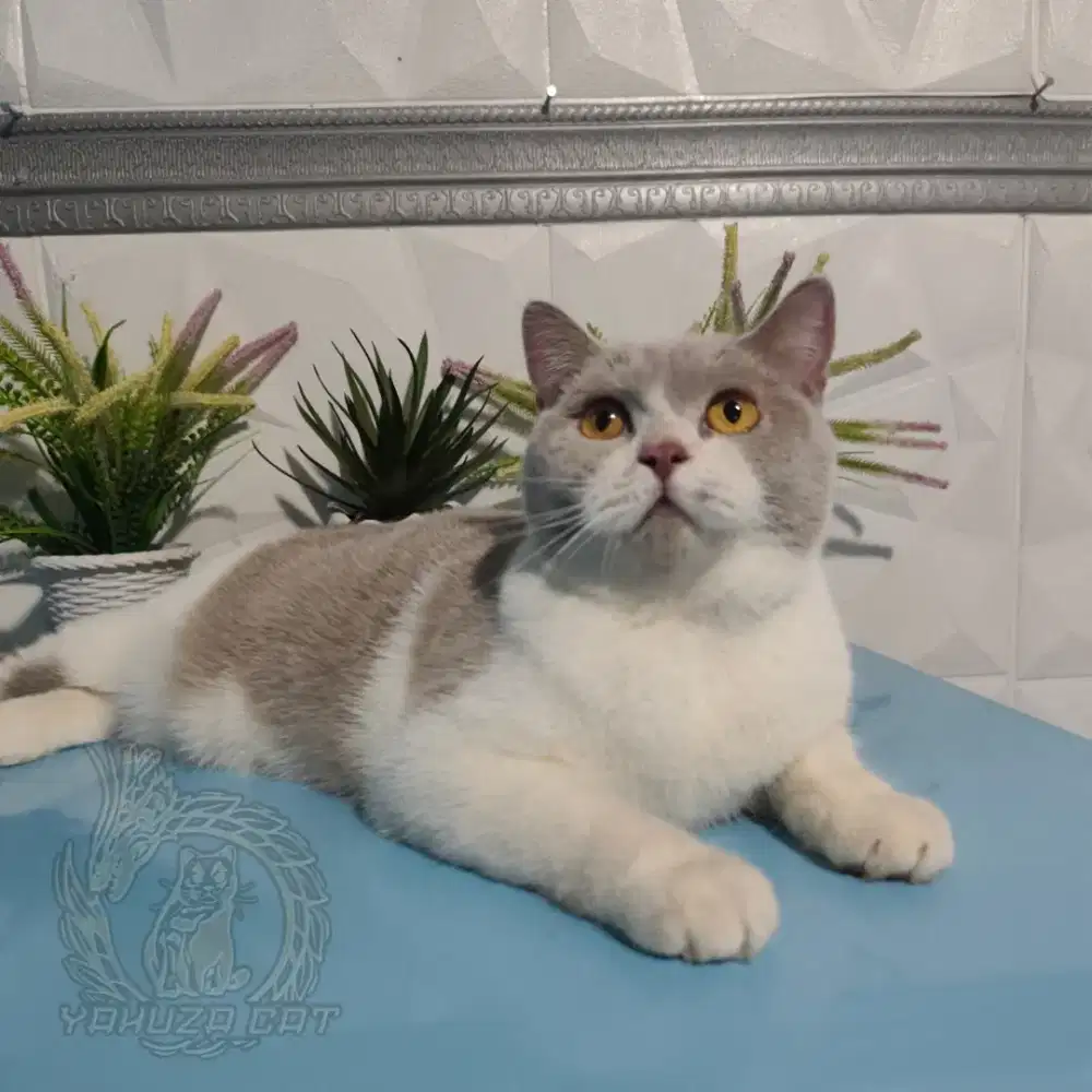 British Shorthair cat
