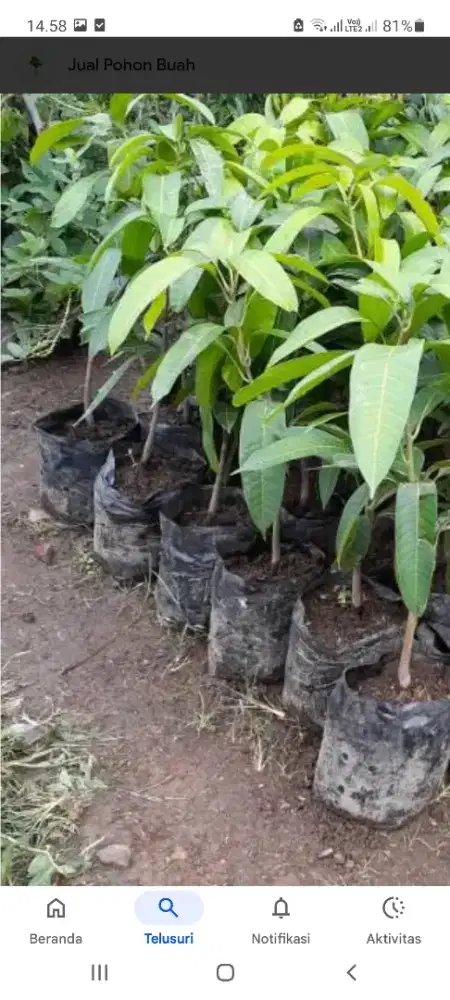 Jual Bibit Pohon Mangga Red Ivory dengan Kiojay Madu Legit Min 1Phn