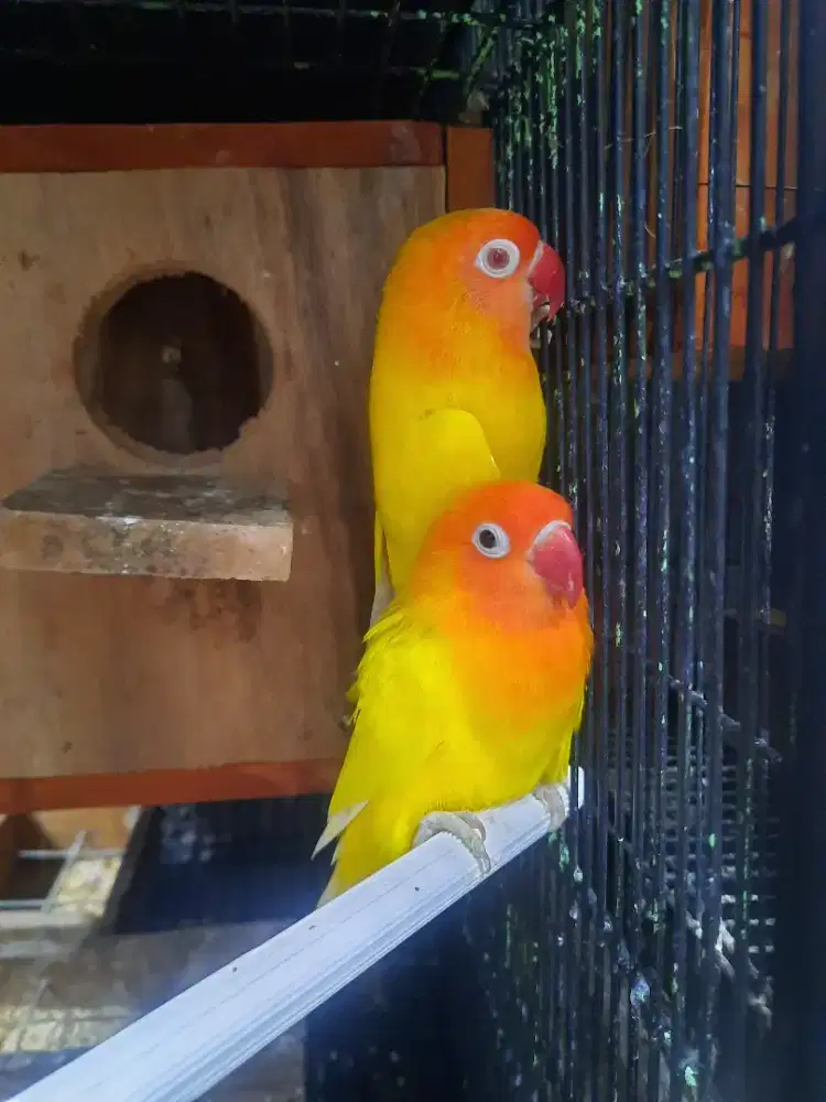 Lovebird Sepasang Lutino MM x Lutino MH