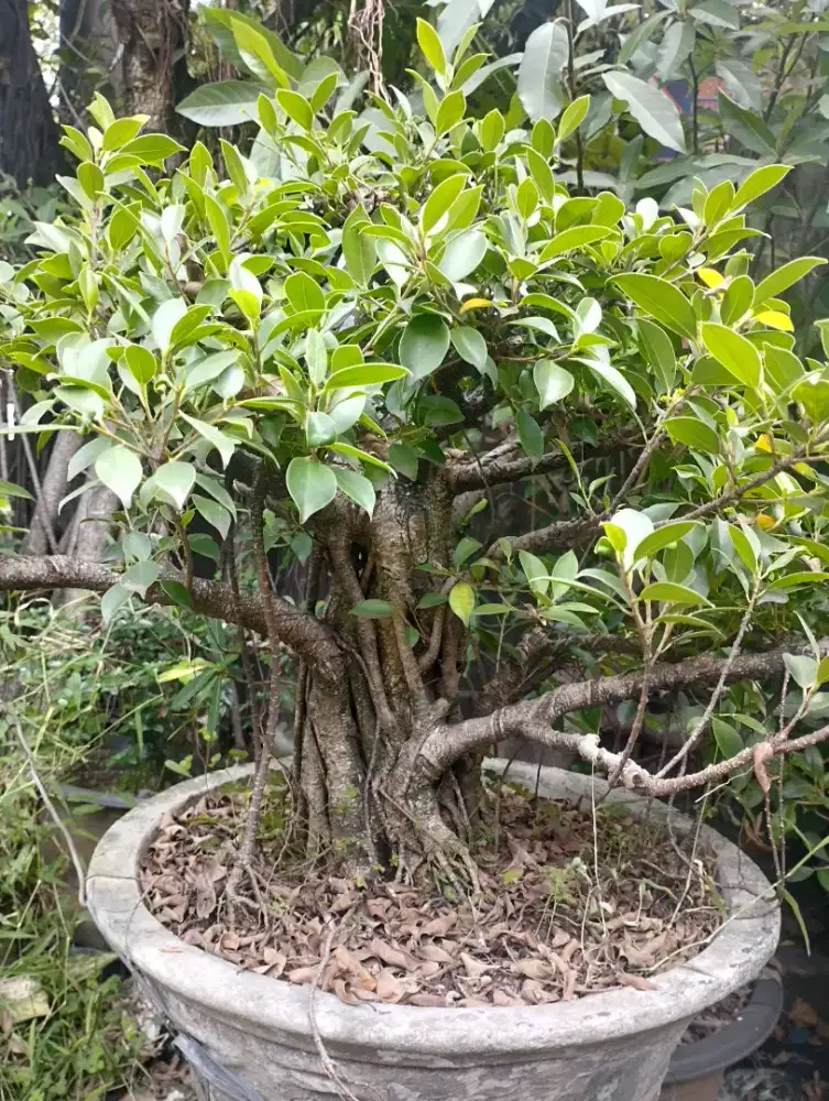 BONSAI ANTING PUTRI & BONSAI BERINGING KEMEI