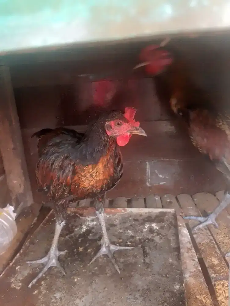 Di jual ayam pelung usia 3bulan