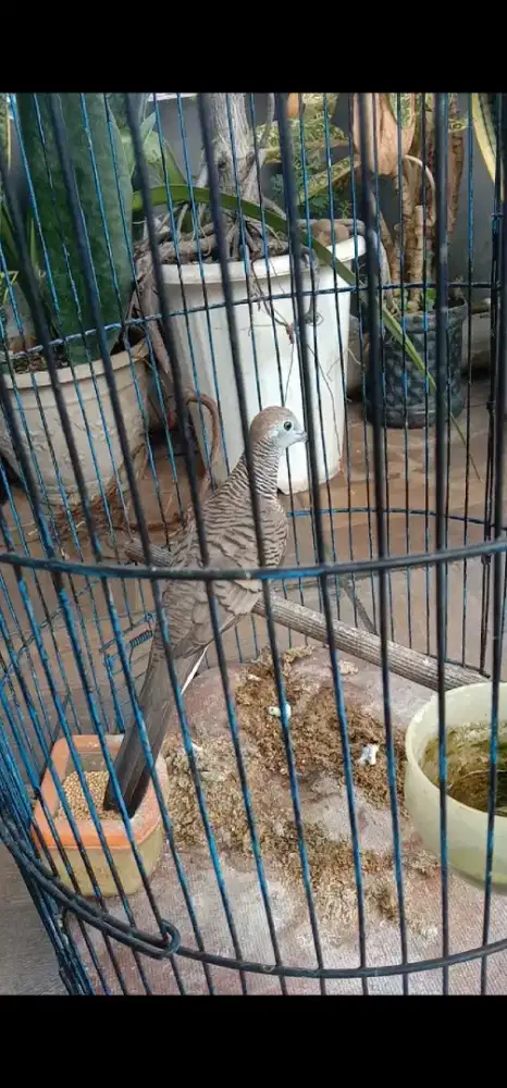 Perkutut bangkok dijual