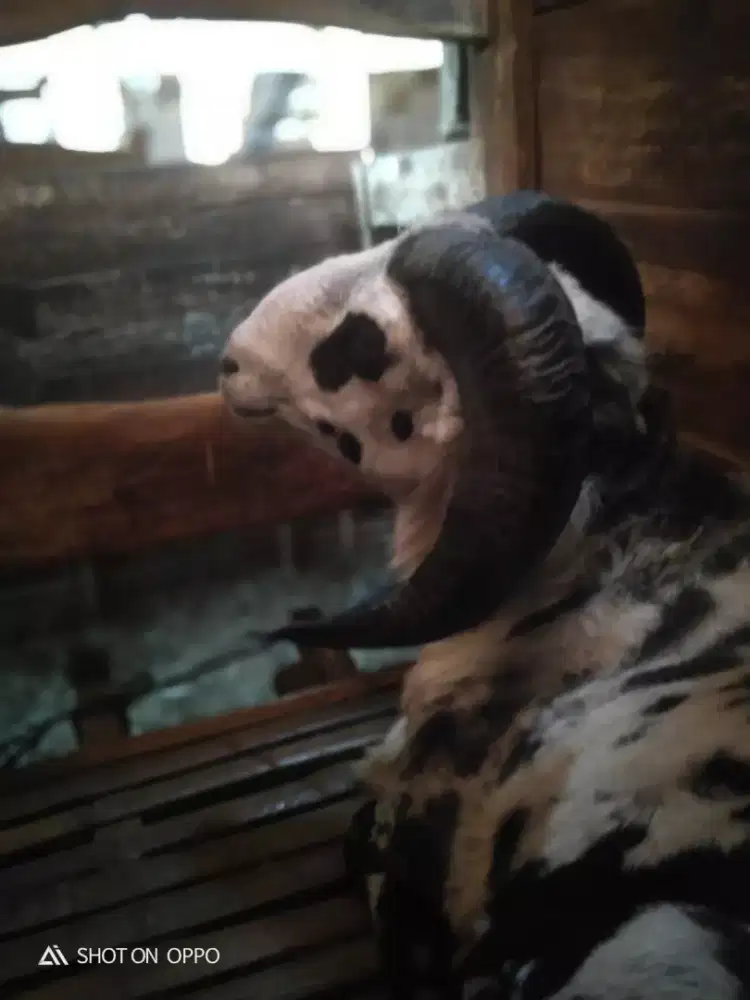 Domba Qurban Kelas Jumbo