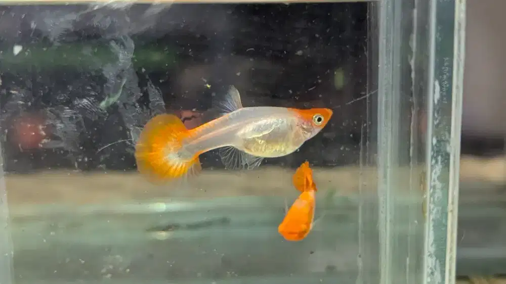 Ikan Guppy Koi Murah Meriah