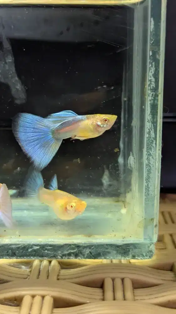 Ikan Guppy Blue Sky