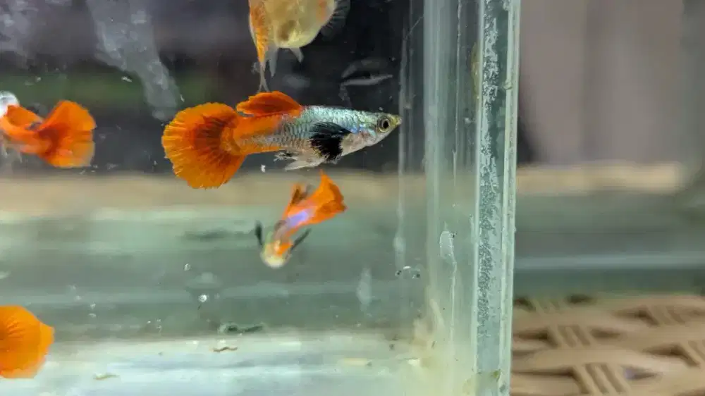 Ikan Guppy PRTDE