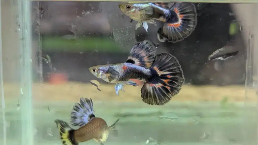 Ikan Guppy Ivory