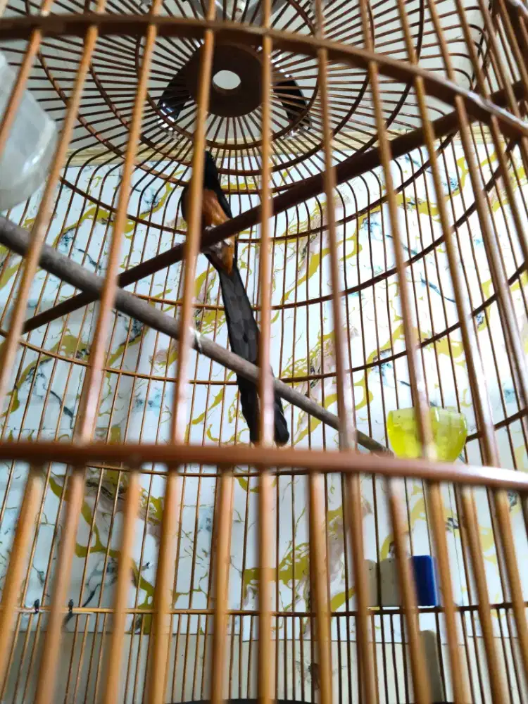 Murai MH Ekor Klewer PE 22 suara plong