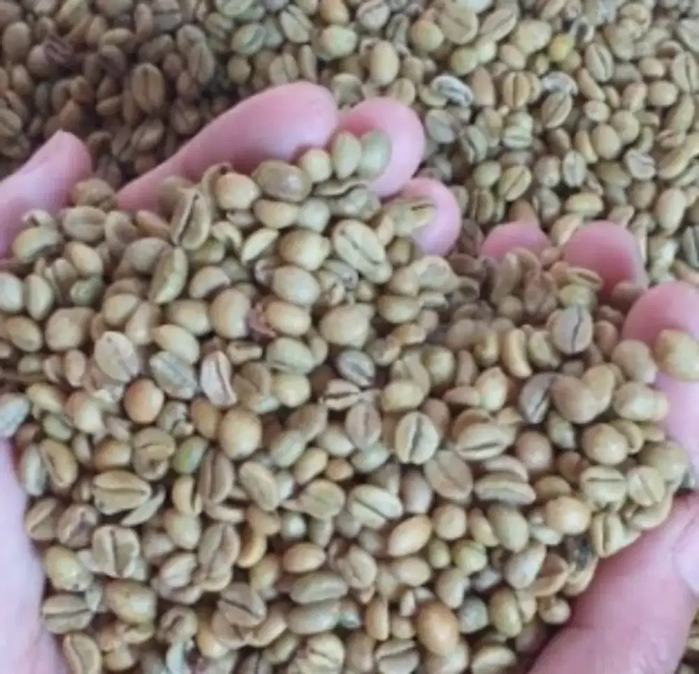 Jual Murah 1 Kilo Biji Kopi Arabika Msh SGR KUALITAS BAGUS DARI PETANI