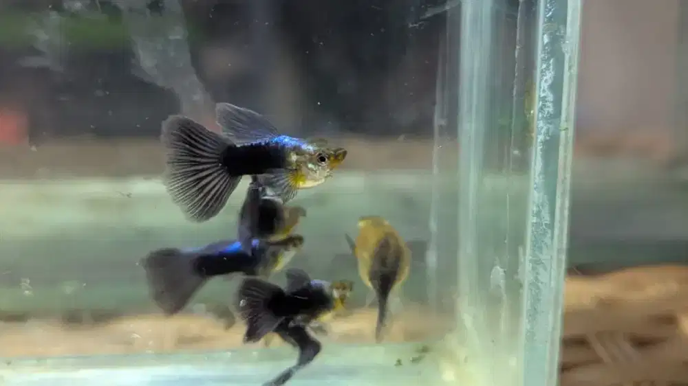 Ikan Guppy HB Blue Short Body